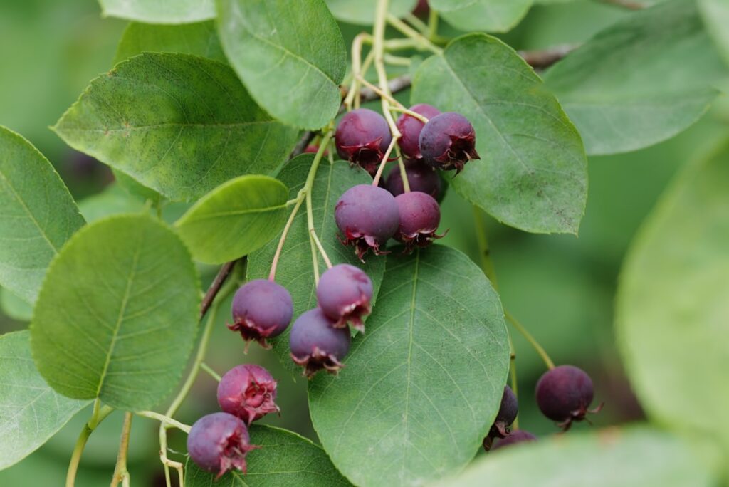 Saskatoon Berries