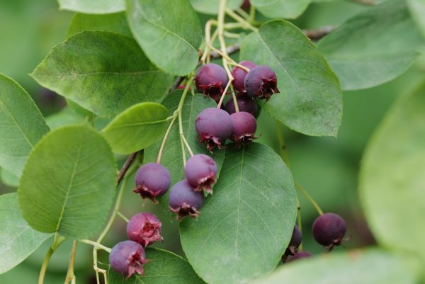 Saskatoon Berries